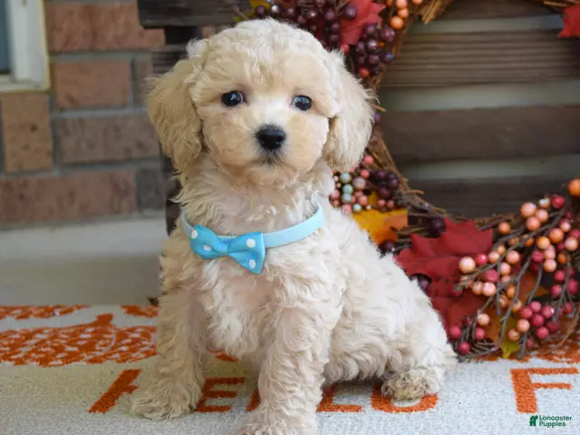 Maltipoo dogs for sale: Mason - Ad 2