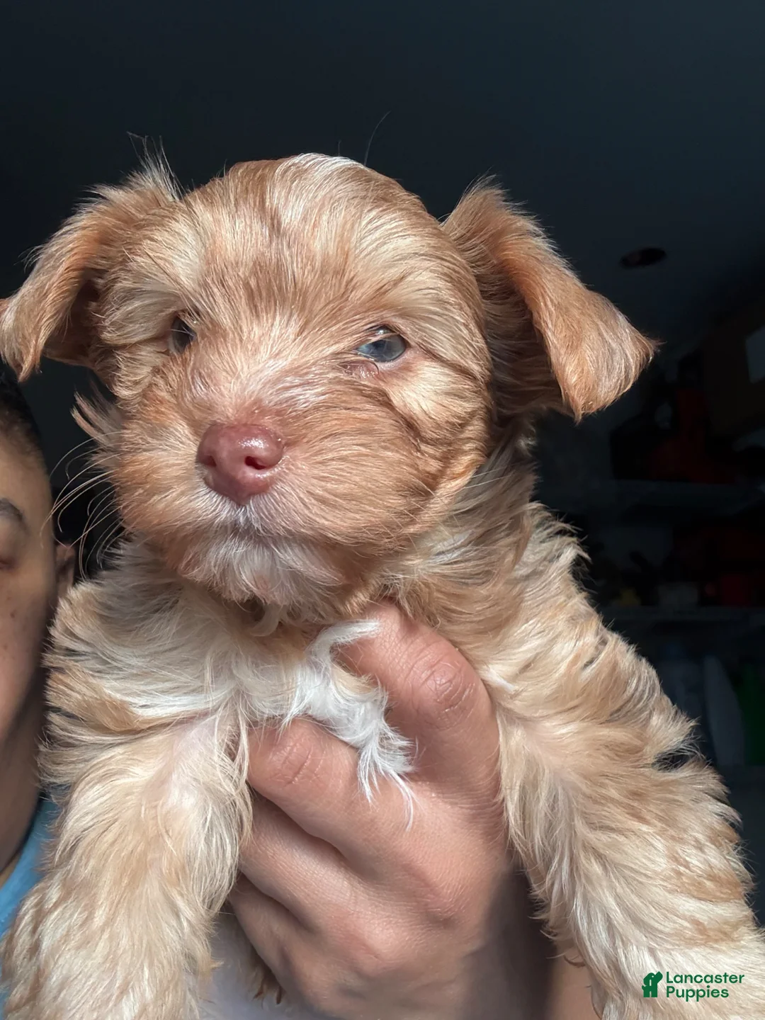 Yorkshire Terrier dogs for sale: Yorkshire Terrier Puppy 1 - Ad 1