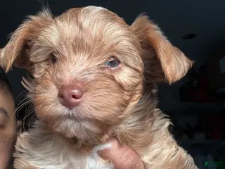 Yorkshire Terrier dogs Yorkshire Terrier Puppy 1 - Ad 16