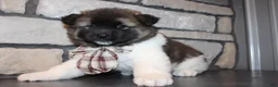 Akita dogs for sale: AKC Teddy - Ad 6