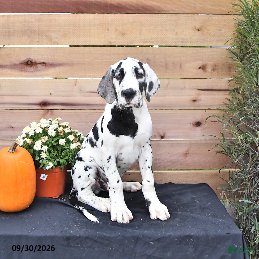 Great Dane dogs Chase - Ad 2