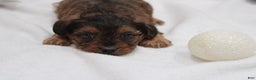 Yorkiepoo dogs for sale: Kaiden  - Ad 2