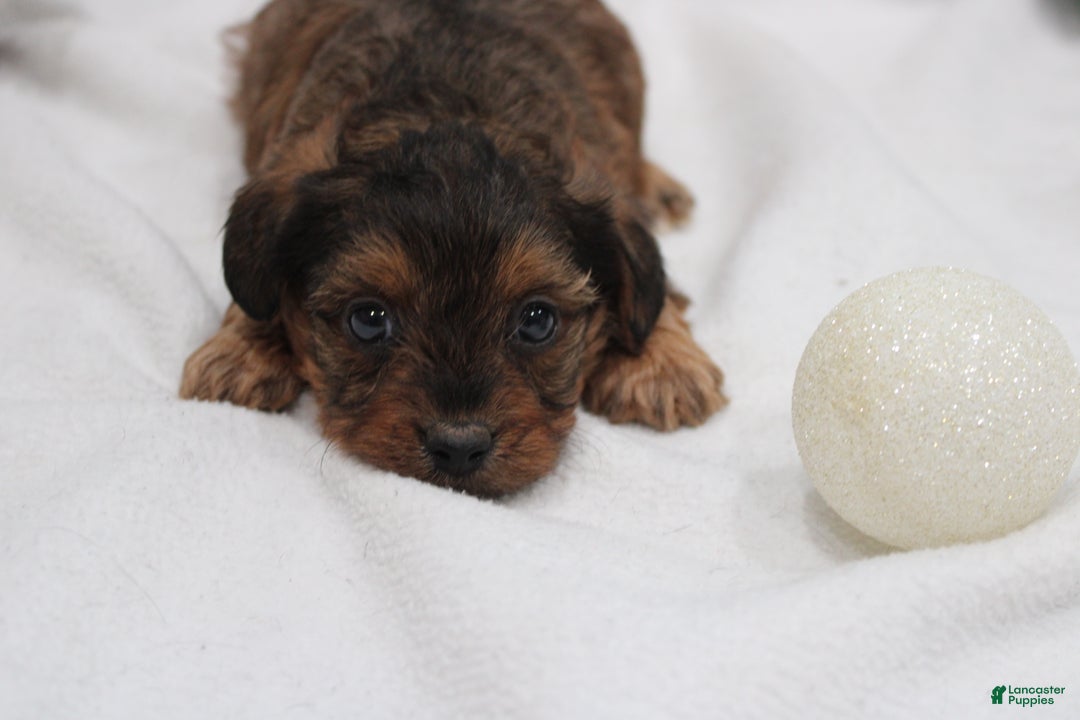 Yorkiepoo dogs for sale: Kaiden  - Ad 2