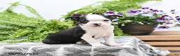 Boston Terrier dogs for sale: Walter - Ad 3