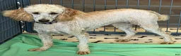Miniature Poodle dogs for sale: Ben - Ad 5