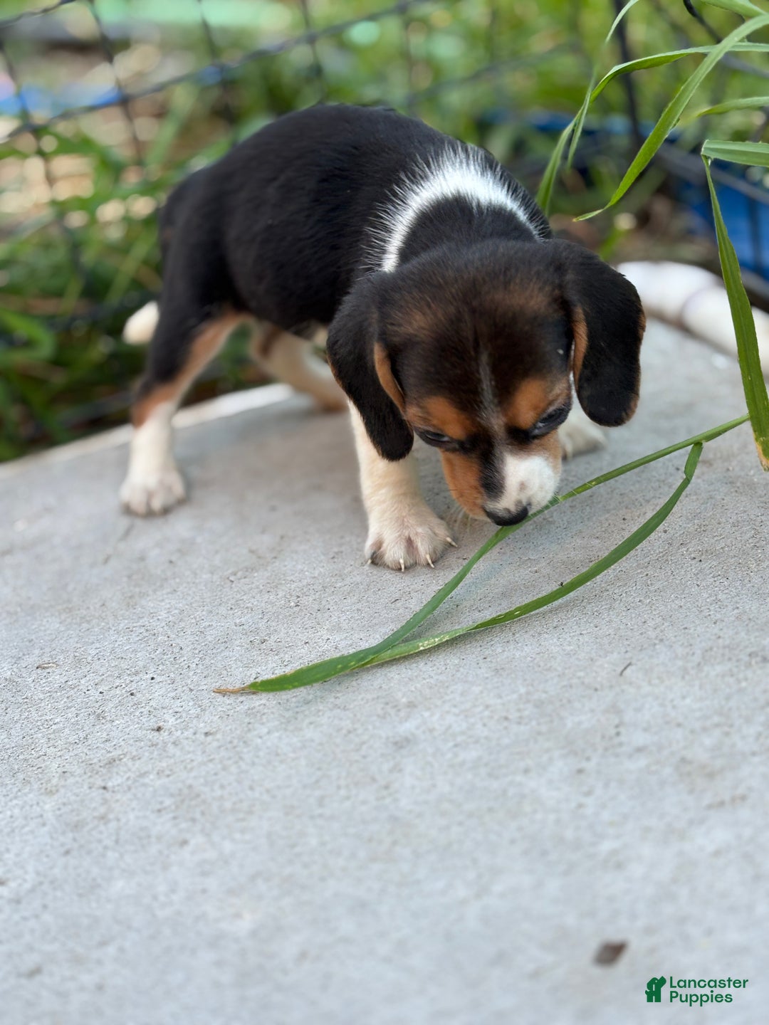 Beagle dogs for sale: Bailey - Ad 4