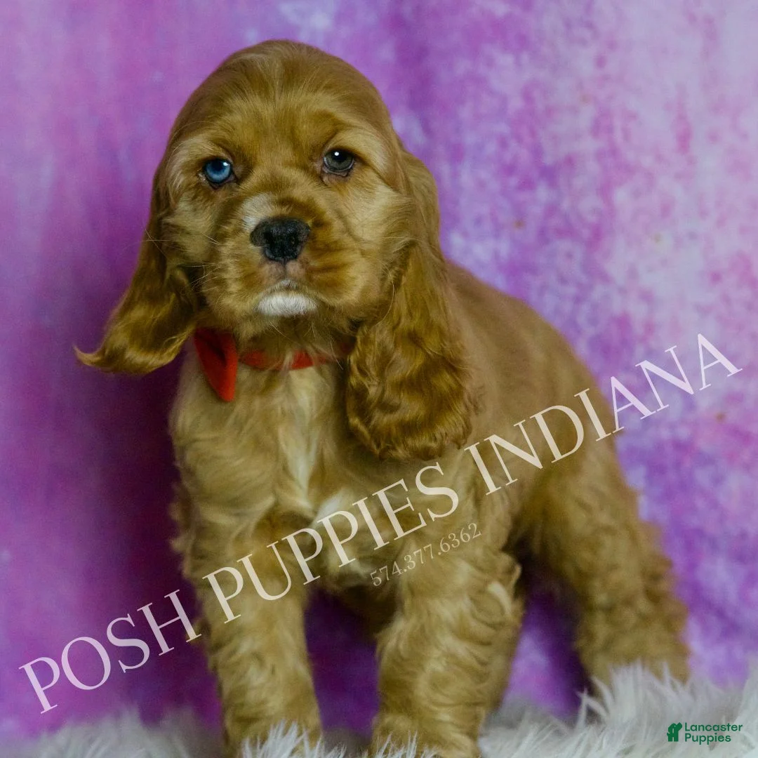 Cocker Spaniel dogs for sale: Bowie - Ad 3
