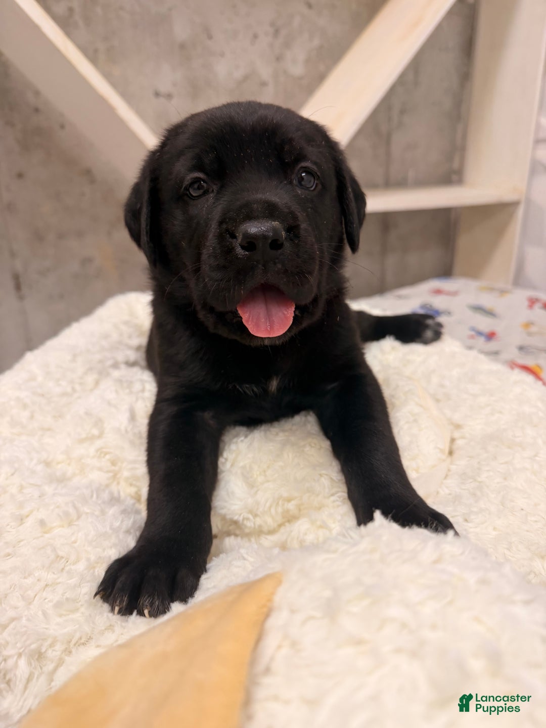 Cane Corso dogs for sale: Cane Corso Puppy 1 - Ad 4