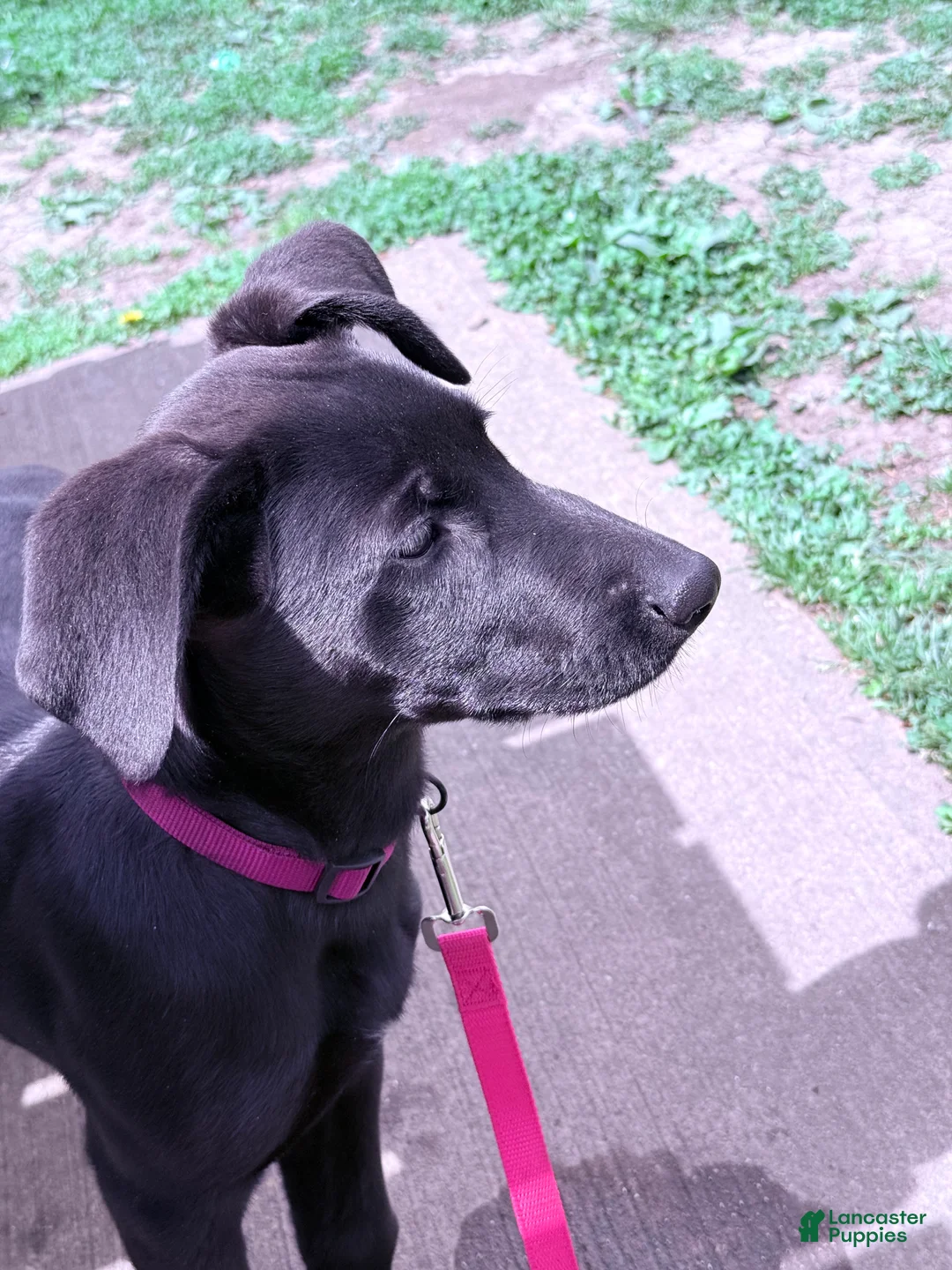 Sheprador dogs for sale: Atlas - Ad 8