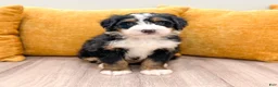 Mini Bernedoodle dogs for sale: King - Ad 8