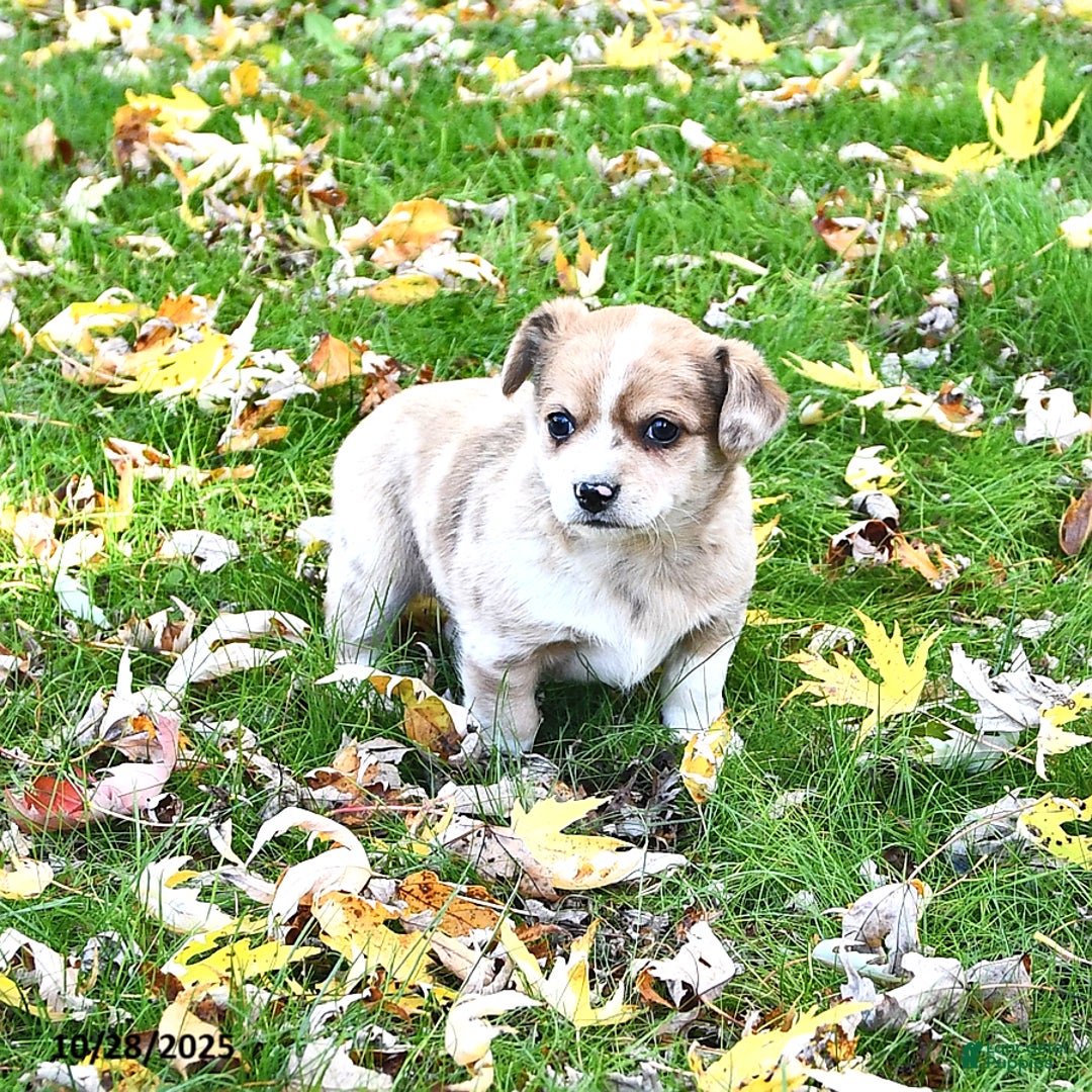 Mixed Breed dogs for sale: Charlie - Ad 1