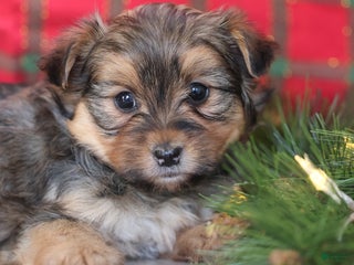 Mixed Breed dogs Pretzel - Ad 4