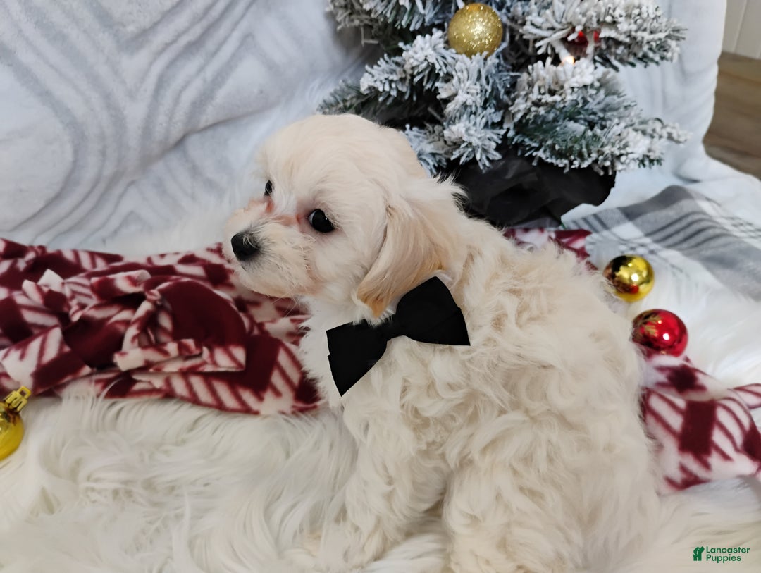 Mixed Breed dogs for sale: Baylee  - Ad 2