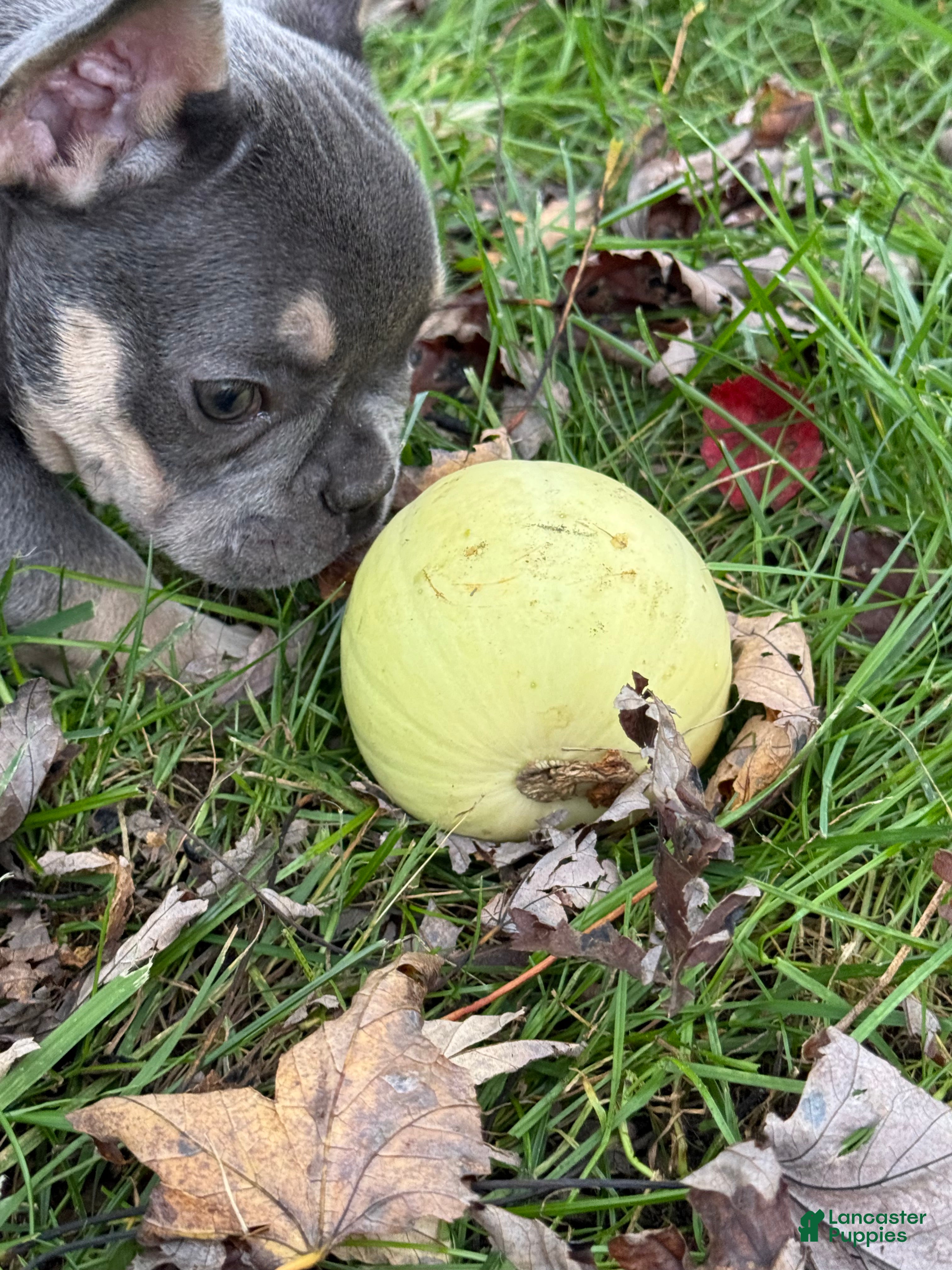 French Bulldog dogs Bean - Ad 2