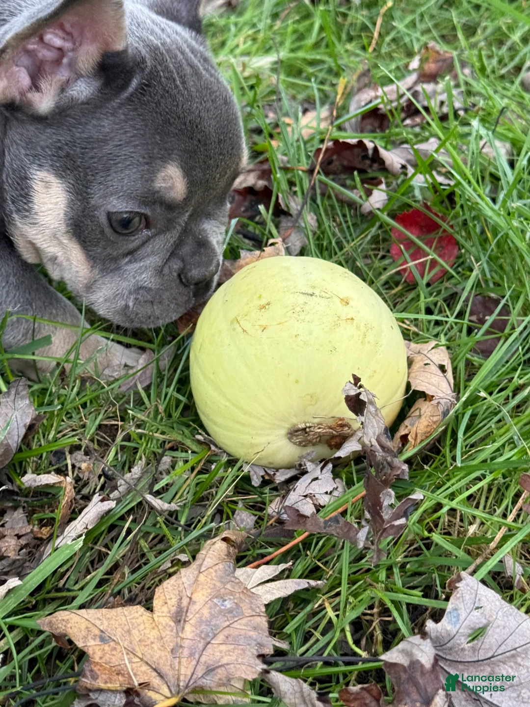 French Bulldog dogs for sale: Bean - Ad 2