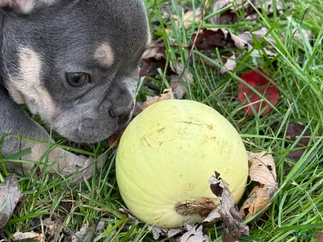 French Bulldog dogs Bean - Ad 2