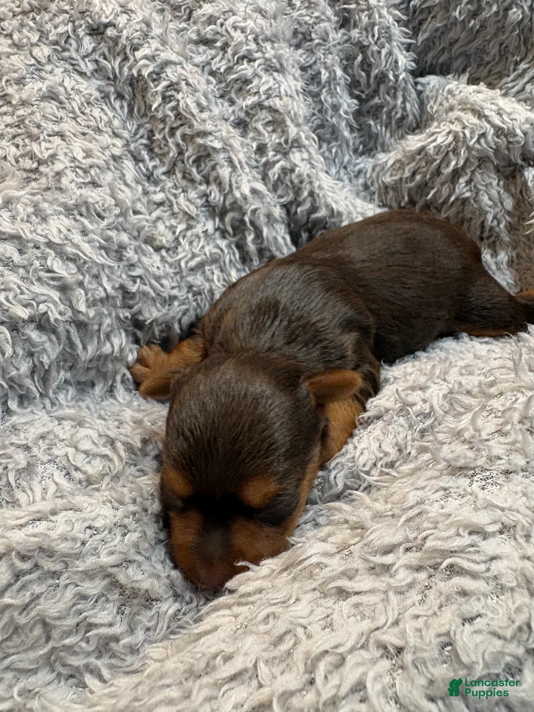 Yorkshire Terrier dogs for sale: Princess peachy - Ad 2