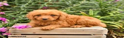 Mini Goldendoodle dogs for sale: Penny - Ad 3