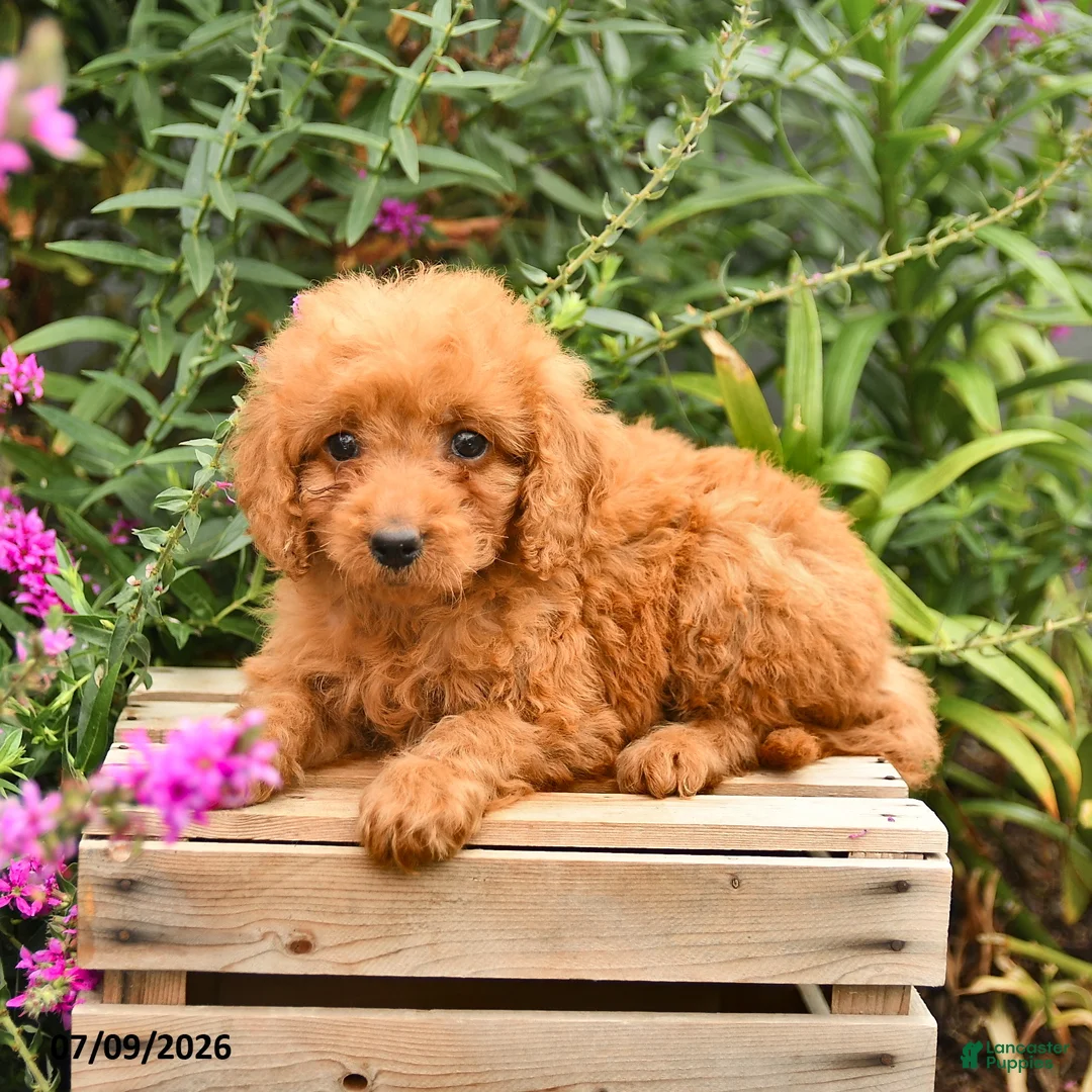Mini Goldendoodle dogs for sale: Penny - Ad 3