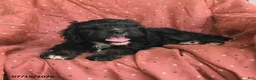 Mini Bernedoodle dogs for sale: Rover - Ad 5