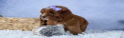 Mini Goldendoodle dogs for sale: 🐾 Meet Natasha – F2B Mini Goldendoodle Puppy 🐾 - Ad 4