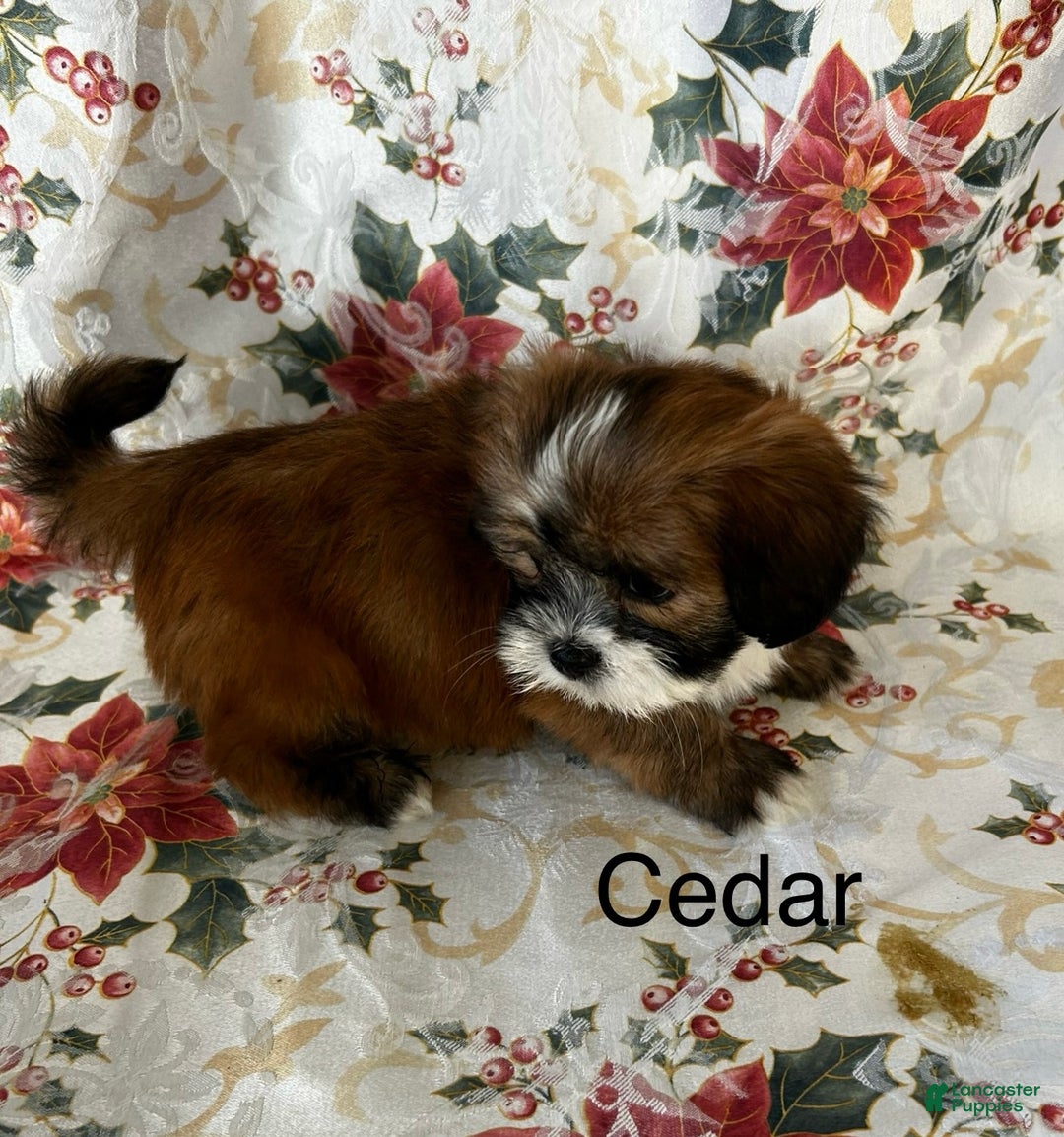 Lhasa Apso dogs for sale: Lhasa Apso Puppy 1 - Ad 3