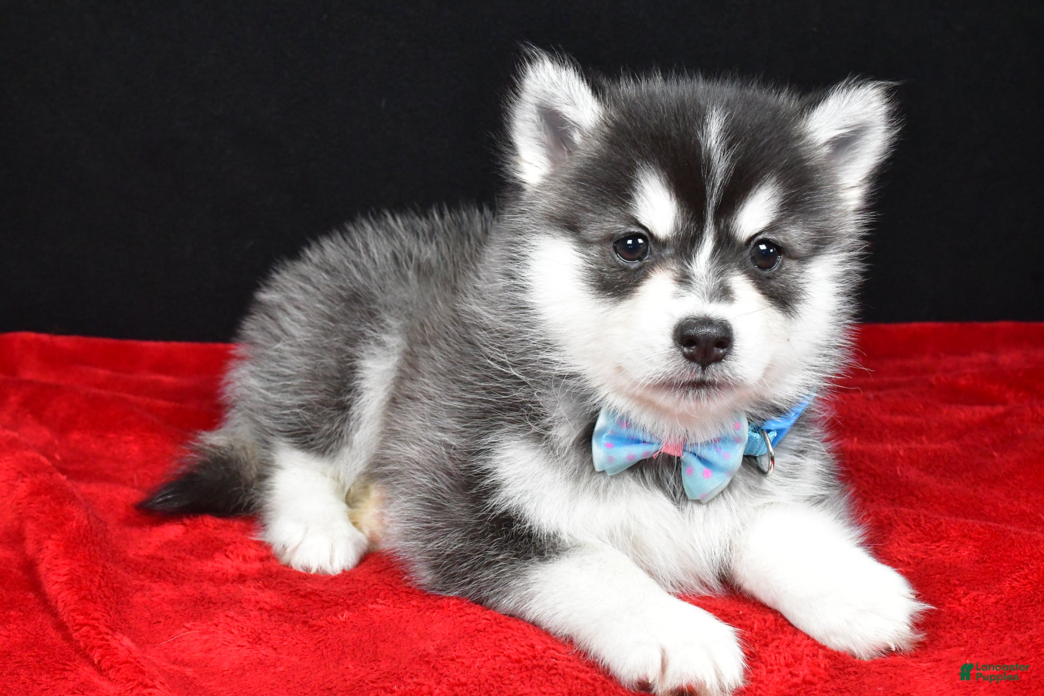 Pomsky dogs Jet - Ad 2