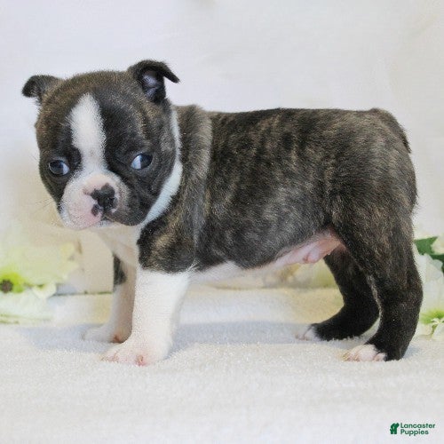 Boston Terrier dogs Rascal - Ad 2