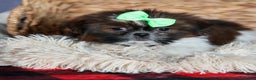 Shih Tzu dogs for sale: MARLEY - Ad 7