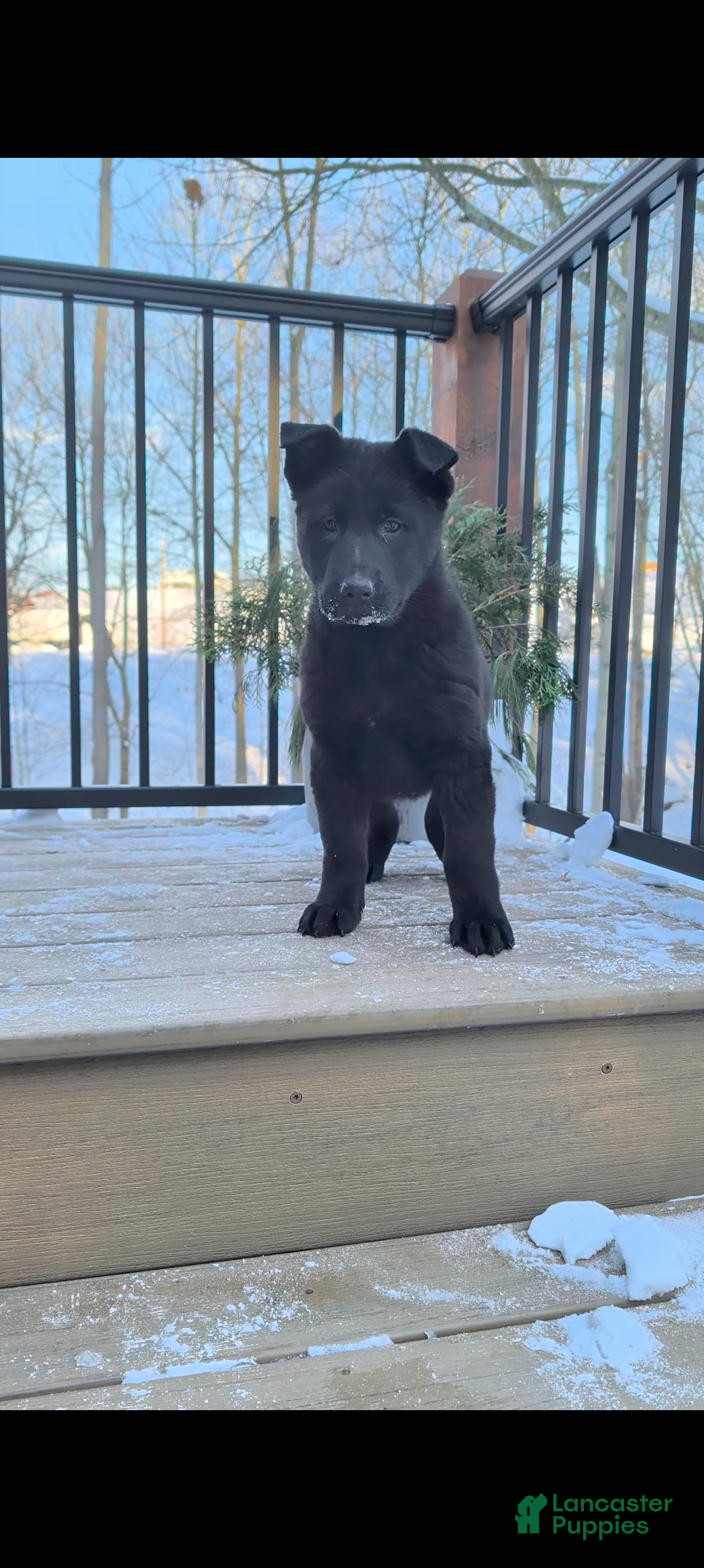 German Shepherd dogs Bella   - Ad 26