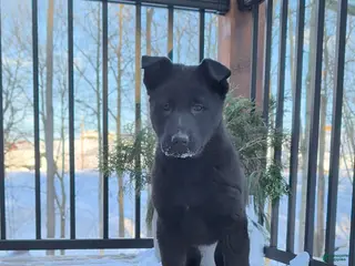 German Shepherd dogs Bella - Ad 26