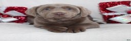 Labrador Retriever dogs for sale: Remi - Ad 4