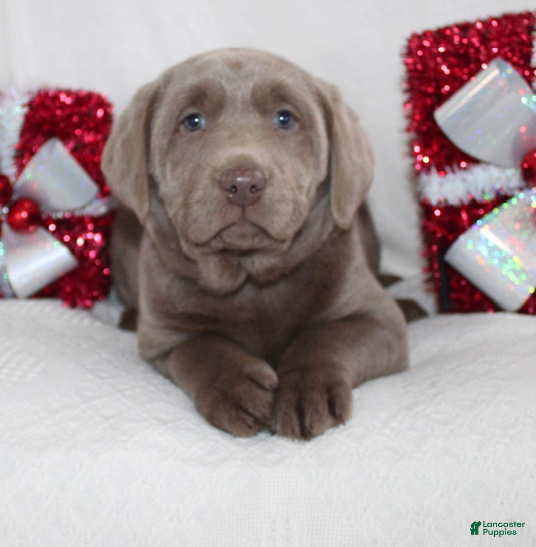Labrador Retriever dogs for sale: Remi - Ad 4