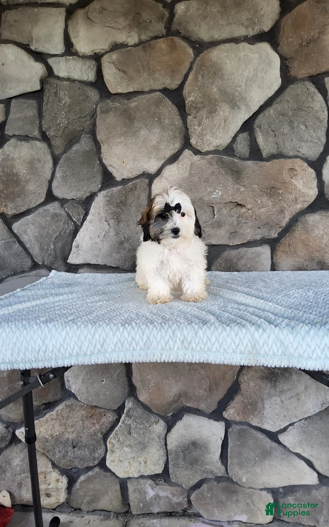 Shihpoo dogs for sale: Bailey - Ad 2