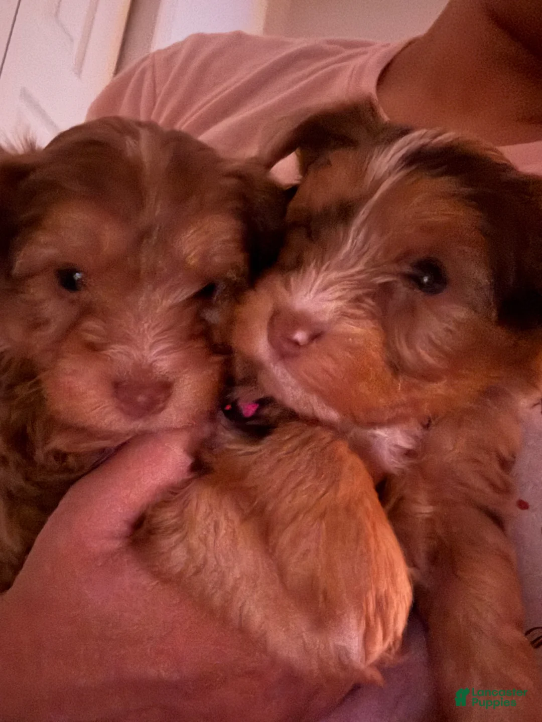 Yorkshire Terrier dogs for sale: Yorkshire Terrier Puppy 1 - Ad 8