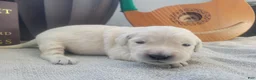 Golden Retriever dogs for sale: Galadriel, Champion Sired - Ad 14