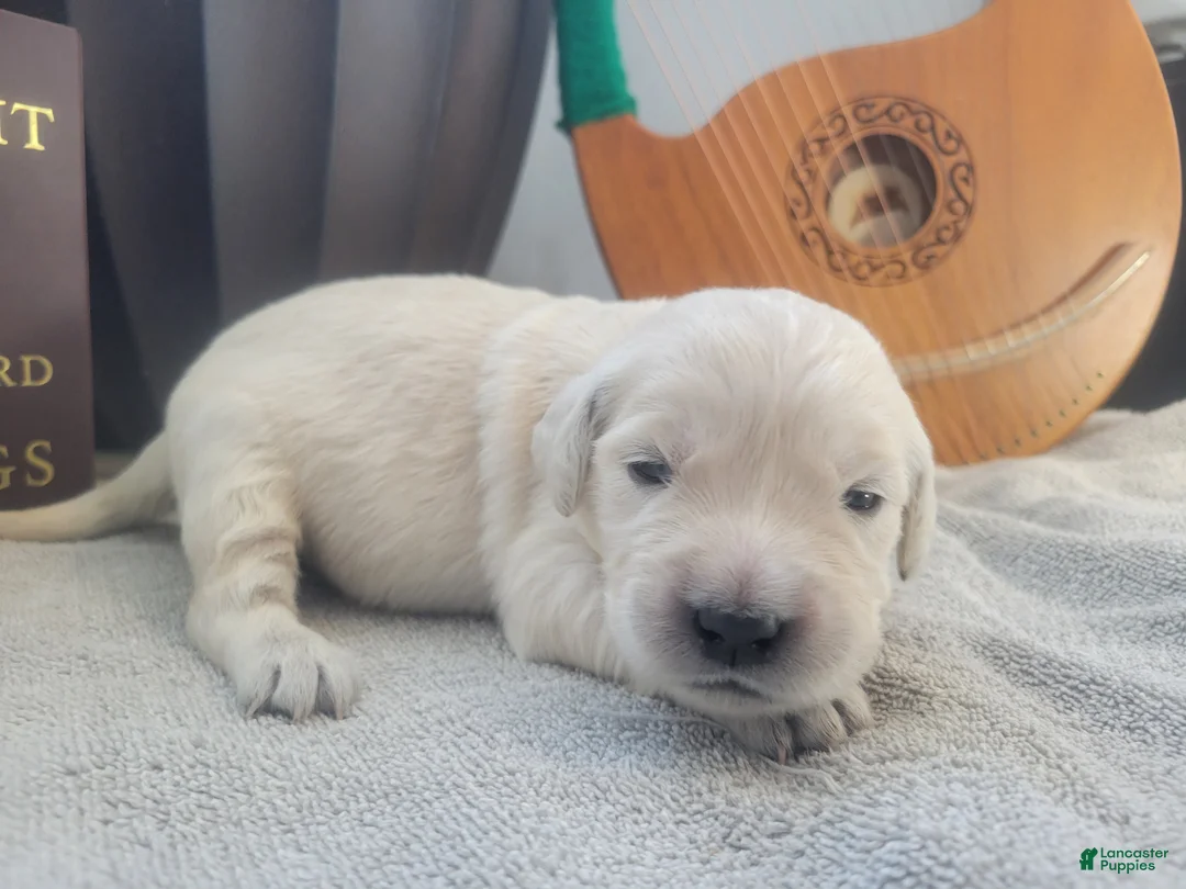 Golden Retriever dogs for sale: Galadriel, Champion Sired - Ad 14