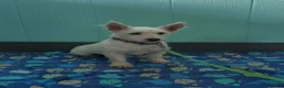 West Highland Terrier dogs for sale: Thomas - Ad 10