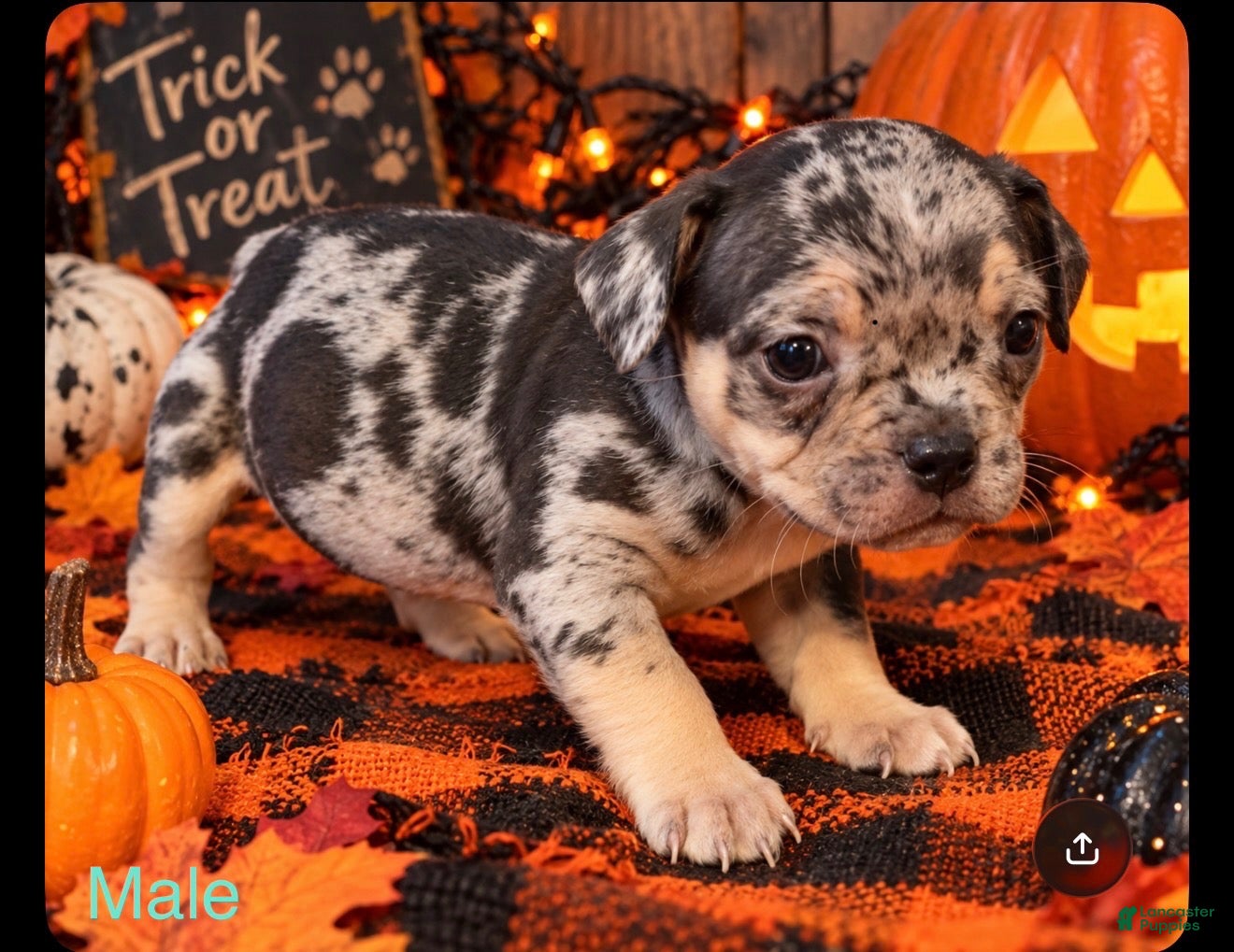 Mixed Breed dogs for sale: French Bulldog X Amercian Bully  - Ad 6