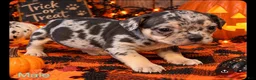 Mixed Breed dogs for sale: French Bulldog X Amercian Bully  - Ad 1