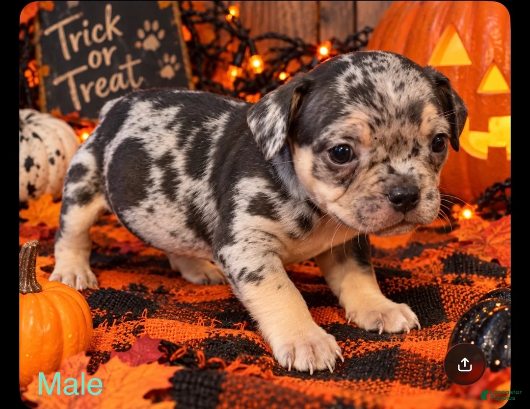 Mixed Breed dogs for sale: French Bulldog X Amercian Bully  - Ad 1