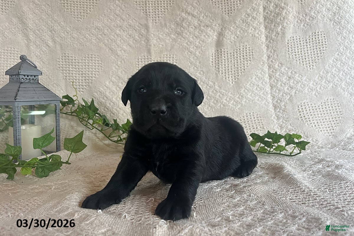 Labrador Retriever dogs Roxy - Ad 2
