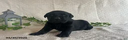 Labrador Retriever dogs for sale: Roxy - Ad 2
