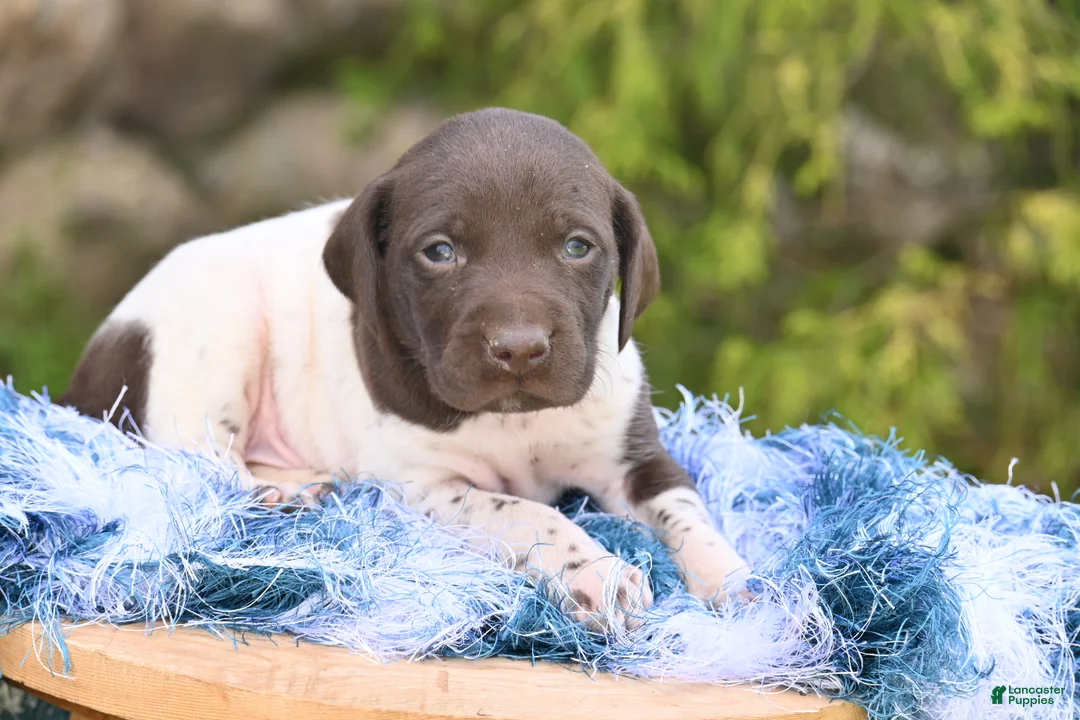 German Shorthaired Pointer dogs for sale: Bingo - Ad 2