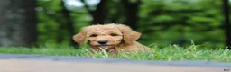 Standard Poodle dogs for sale: Leo - Ad 18
