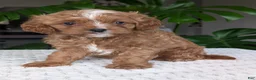 Cavapoo dogs for sale: Myles - Ad 2