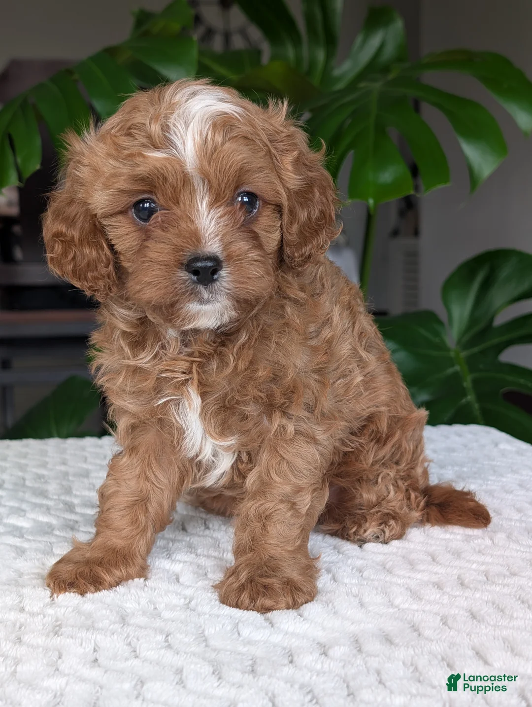 Cavapoo dogs for sale: Myles - Ad 2
