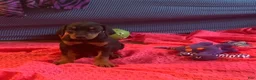Doberman Pinscher dogs for sale: Zeus - Ad 2