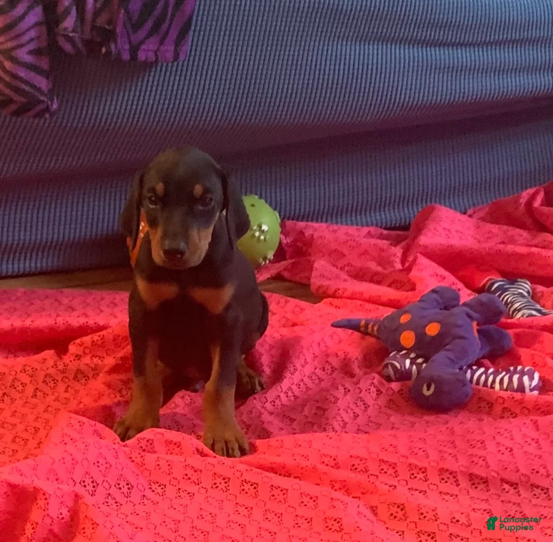 Doberman Pinscher dogs for sale: Zeus - Ad 2