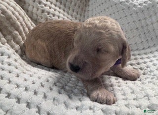 Miniature Labradoodle dogs Miniature Labradoodle 5 - Ad 33